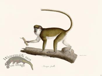 Cuvier 342 Female Ascagne